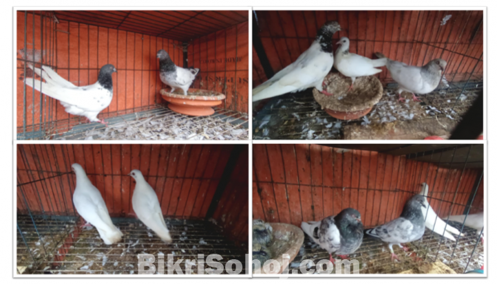 Pigeon-খাঁচা+ কবুতর ১000-